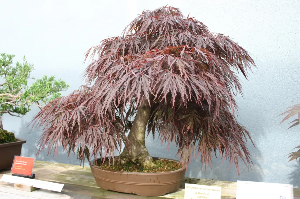 Acer palmatum 'Atropurpureum' – flowers in close-up, plant photo