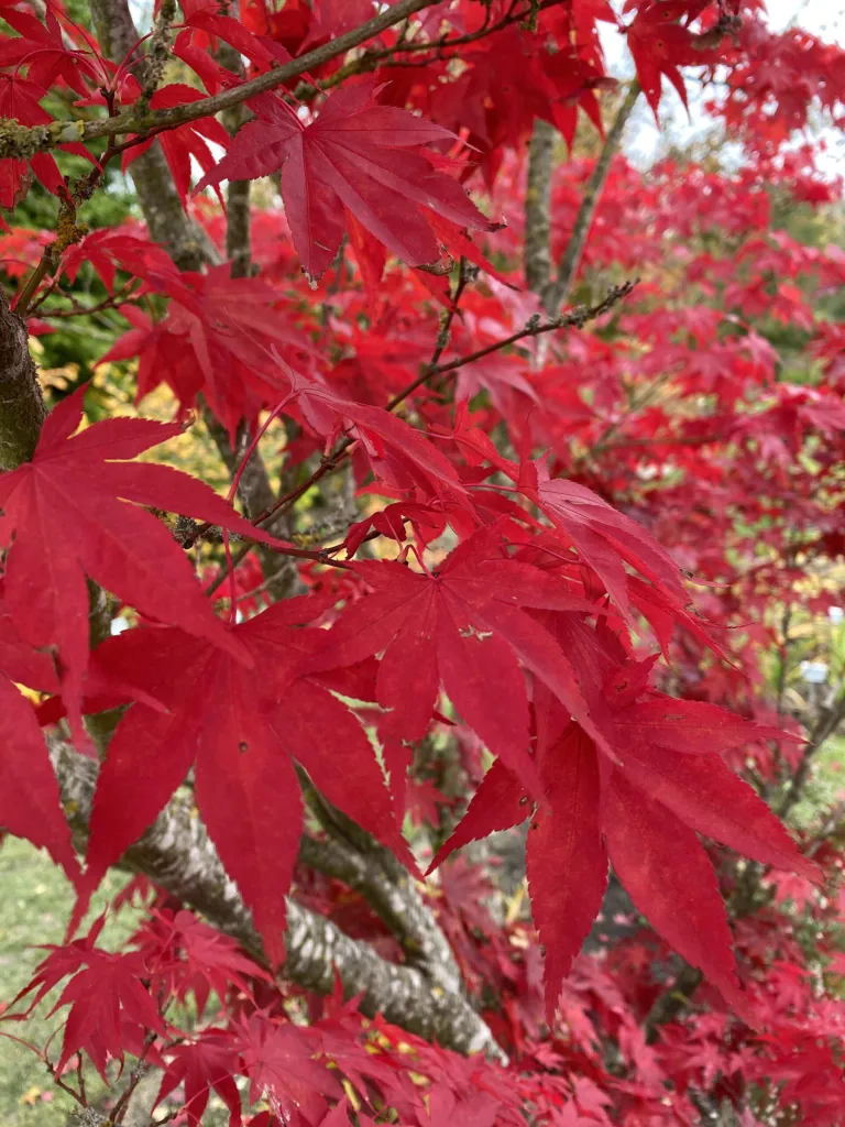 Acer palmatum 'Atropurpureum' – characteristic appearance, plant photo
