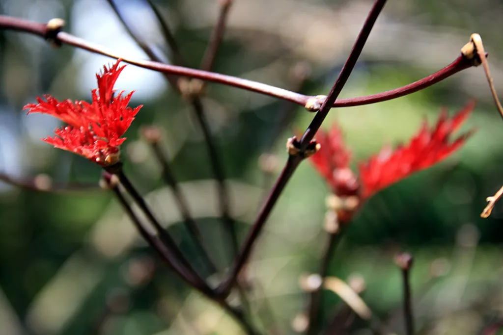 Acer palmatum 'Atropurpureum' – characteristic appearance, plant photo