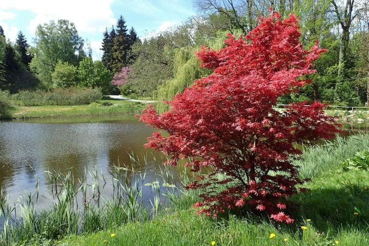 Acer palmatum 'Bloodgood'