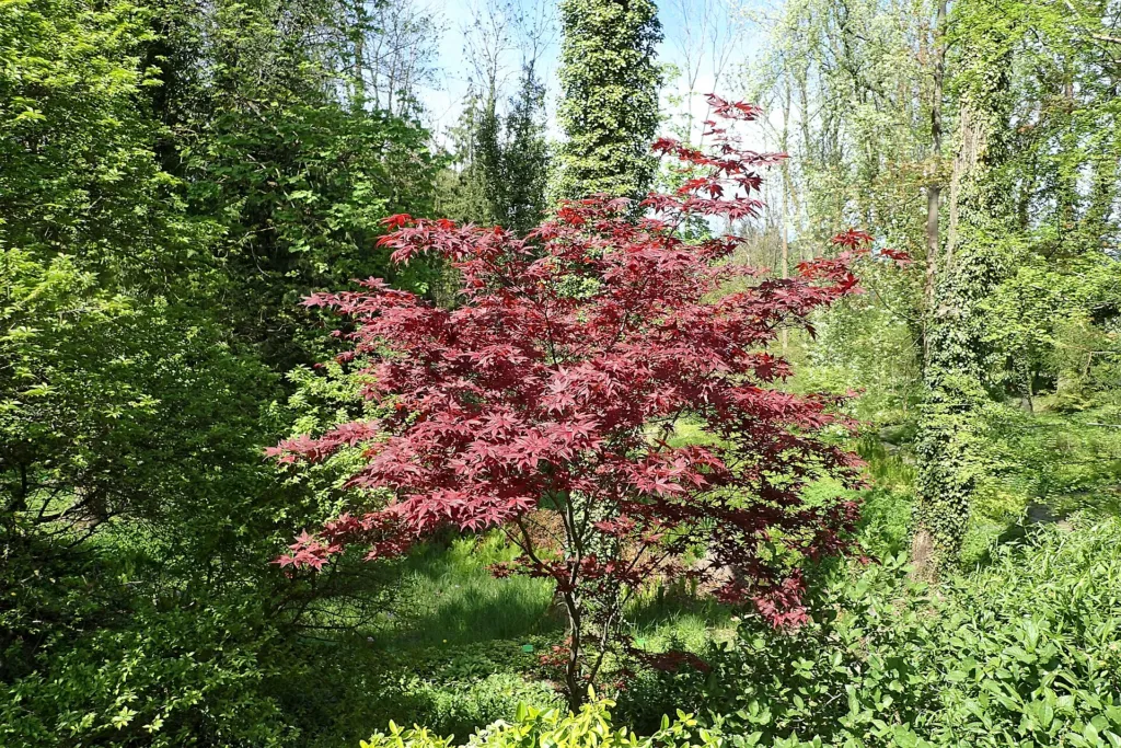 Acer palmatum 'Bloodgood' – im Garten, Pflanzenfoto