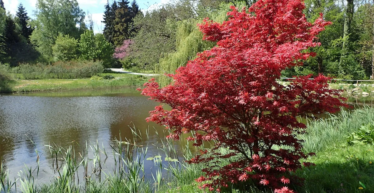 Acer palmatum 'Bloodgood' – plant photo