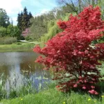 Bloodgood (Acer palmatum ‘Bloodgood’) (Acer palmatum 'Bloodgood') – plant photo