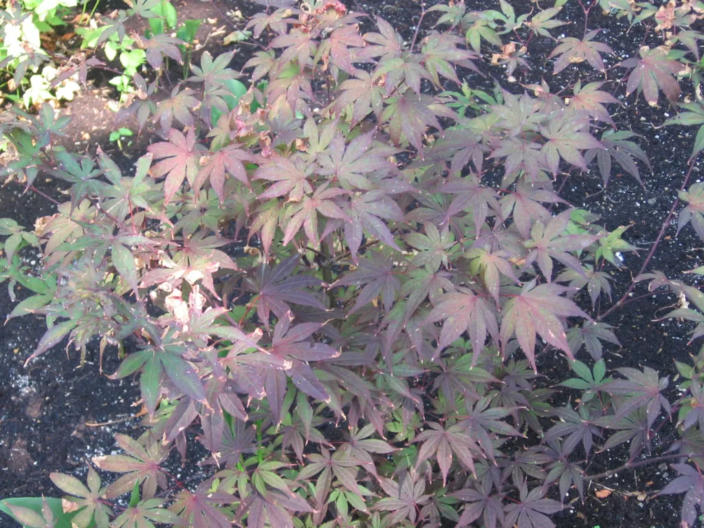 Acer palmatum 'Bloodgood' – typisches Erscheinungsbild, Pflanzenfoto