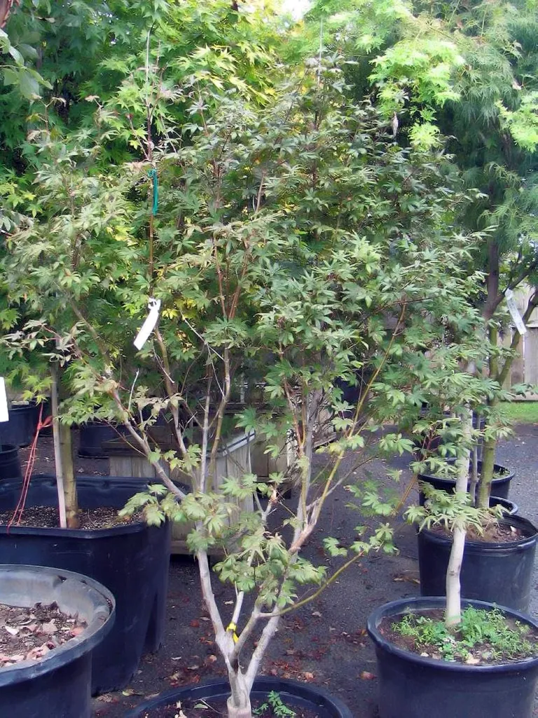 Acer palmatum 'Bloodgood' – im Garten, Pflanzenfoto