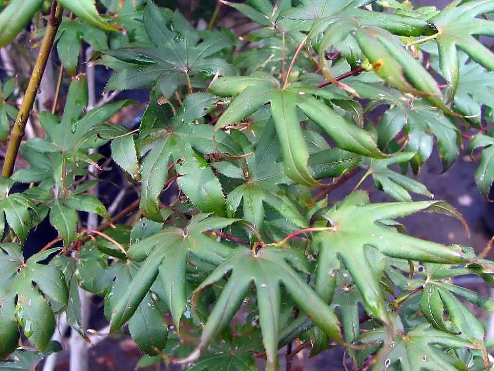 Acer palmatum 'Bloodgood' – im Garten, Pflanzenfoto