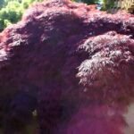 Acer palmatum 'Crimson Queen' – fotografia rastliny