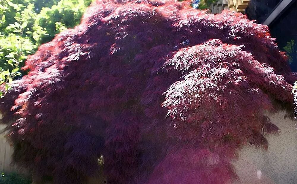 Acer palmatum 'Crimson Queen' – Pflanzenfoto