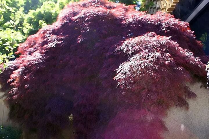 Acer palmatum 'Crimson Queen'