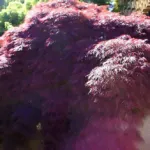 Crimson Queen (Acer palmatum ‘Crimson Queen’) (Acer palmatum 'Crimson Queen') – plant