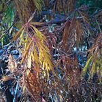 Acer palmatum 'Dissectum' – fotografia rastliny