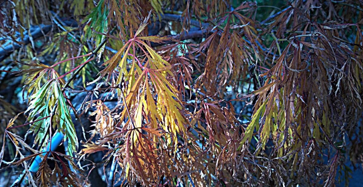 Acer palmatum 'Dissectum' – plant photo