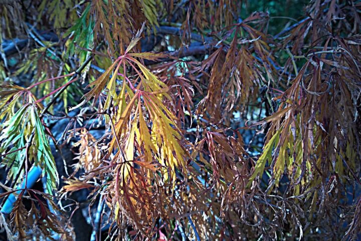 Acer palmatum 'Dissectum'