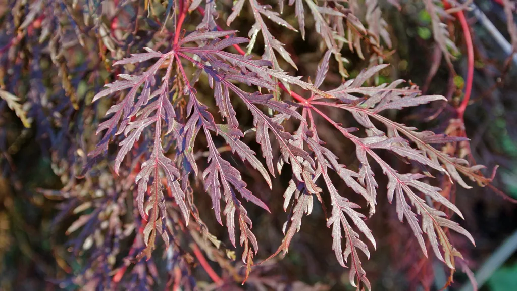 Acer palmatum 'Dissectum' – in a garden setting, plant photo