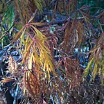 Dissectum (Acer palmatum ‘Dissectum’) (Acer palmatum 'Dissectum') – plant photo