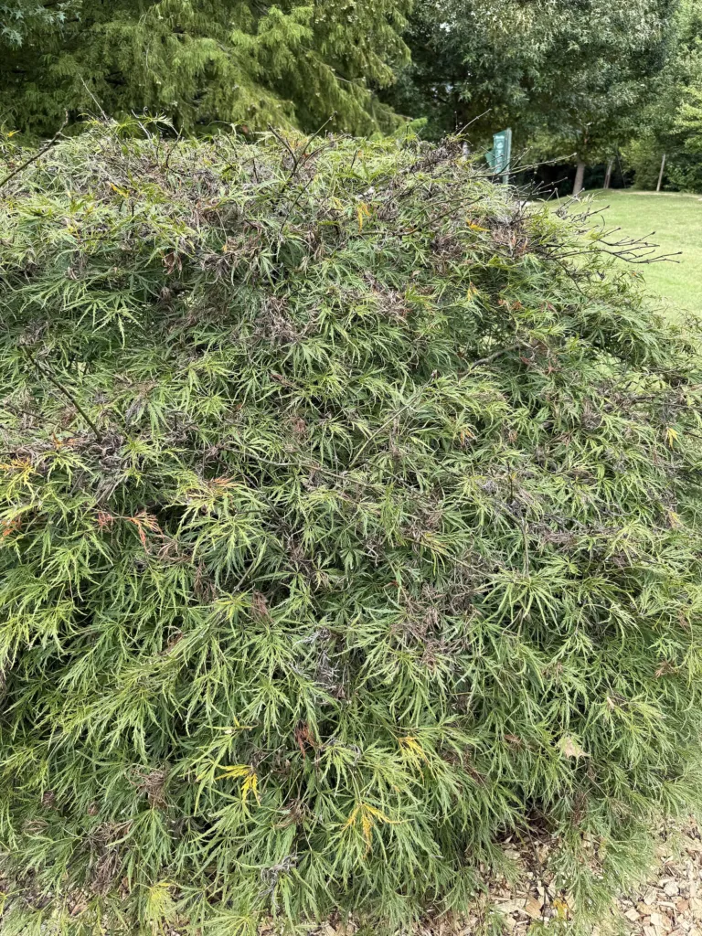Acer palmatum 'Dissectum' – natural growth habit, plant photo