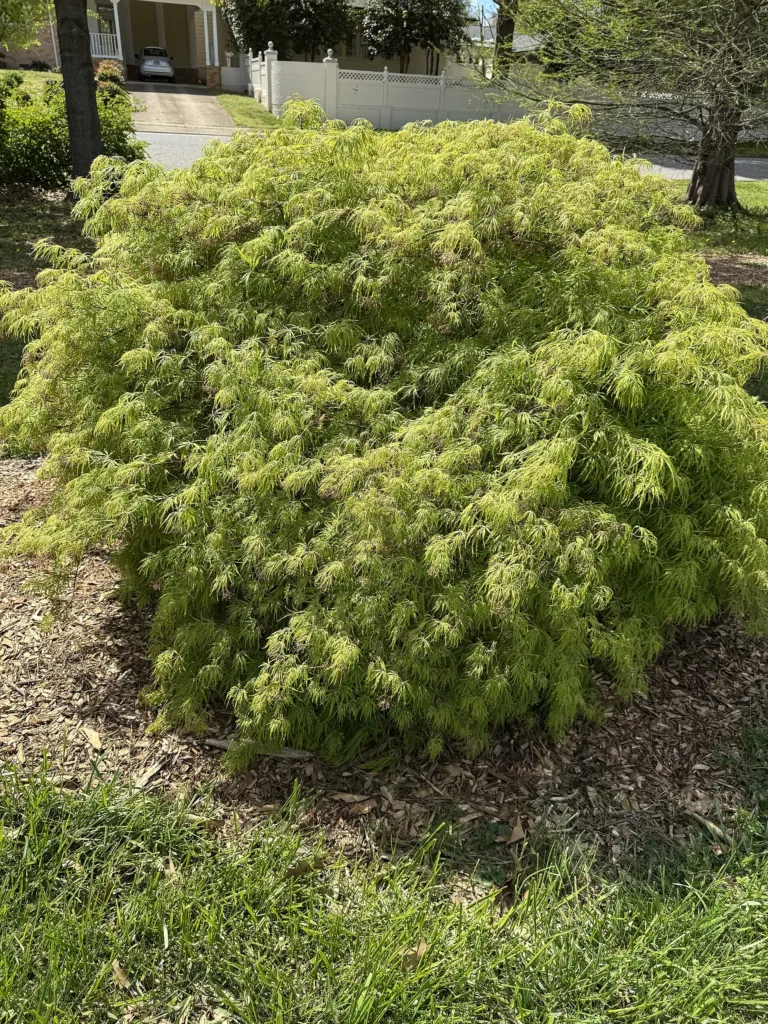 Acer palmatum 'Dissectum' – natural growth habit, plant photo