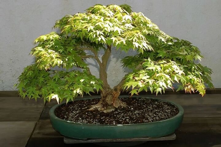 Acer palmatum 'Mikawa Yatsubusa'