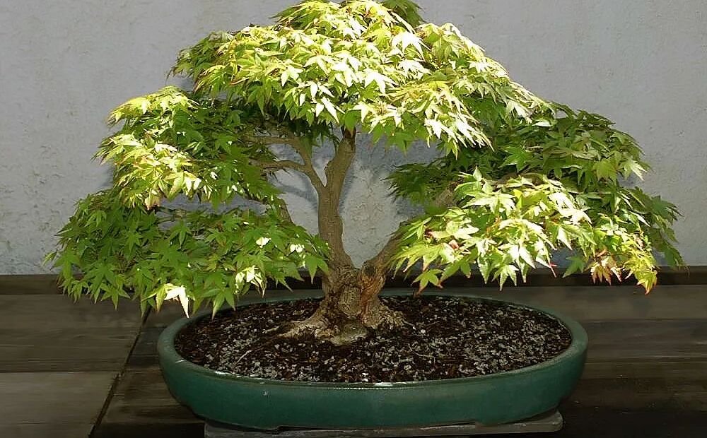 Acer palmatum 'Mikawa Yatsubusa' – Pflanzenfoto