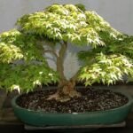 Acer palmatum 'Mikawa Yatsubusa' – Pflanzenfoto