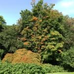 Acer palmatum 'Nicholsonii' – fotografia rastliny