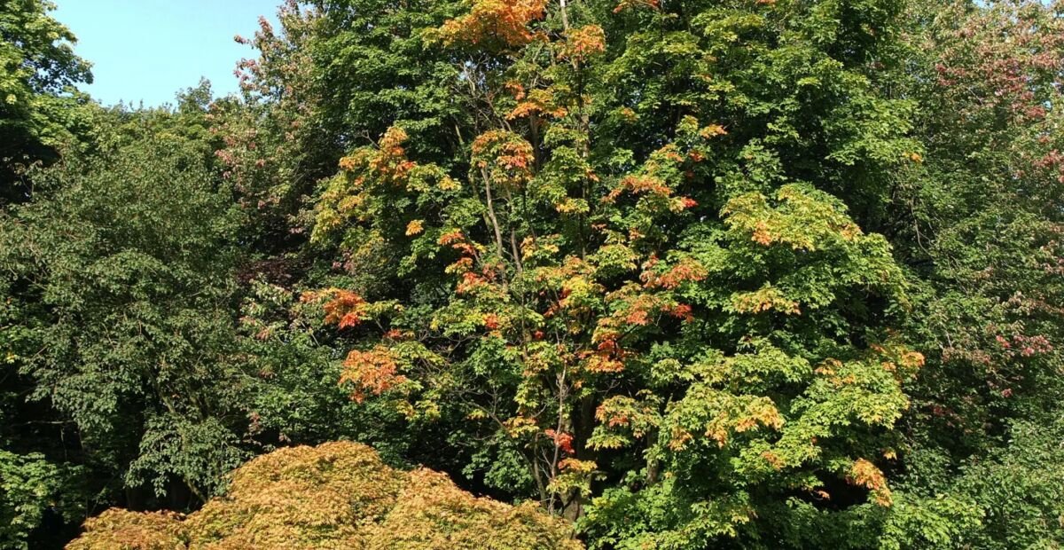 Acer palmatum 'Nicholsonii' – Pflanzenfoto