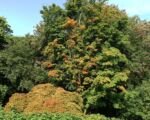 Nicholsonii (Acer palmatum ‘Nicholsonii’)
