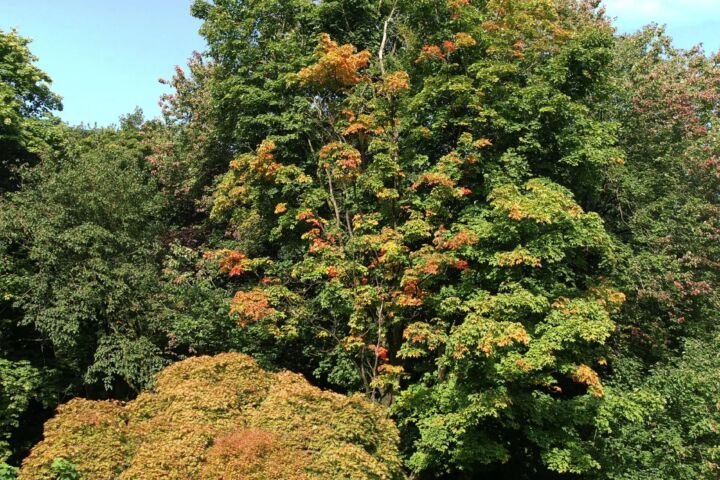 Acer palmatum 'Nicholsonii'