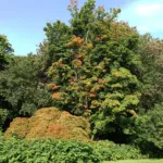Nicholsonii (Acer palmatum ‘Nicholsonii’) (Acer palmatum 'Nicholsonii') – plant photo