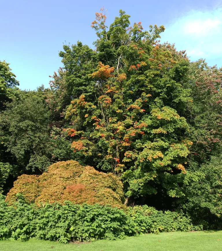 Nicholsonii (Acer palmatum ‘Nicholsonii’) (Acer palmatum 'Nicholsonii') – plant photo