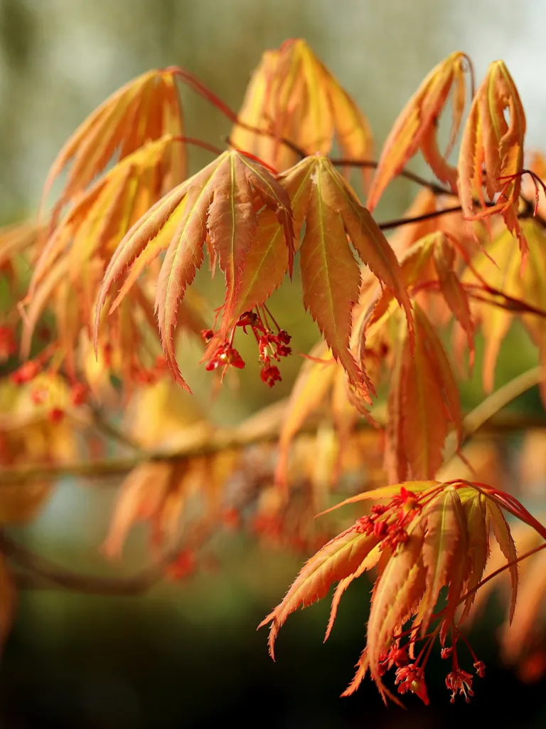 Acer palmatum 'Nicholsonii' – characteristic appearance, plant photo