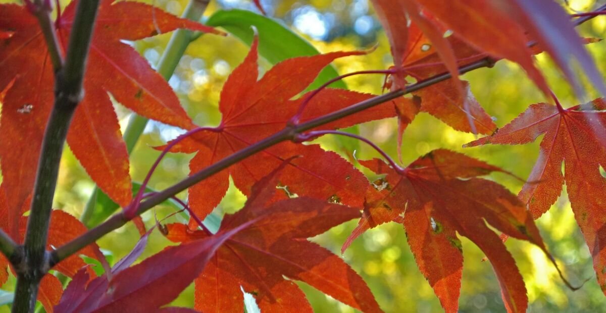 Acer palmatum 'Osakazuki' – plant photo