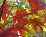 Osakazuki (Acer palmatum ‘Osakazuki’)