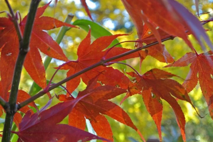 Acer palmatum 'Osakazuki'