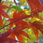 Osakazuki (Acer palmatum ‘Osakazuki’) (Acer palmatum 'Osakazuki') – plant photo