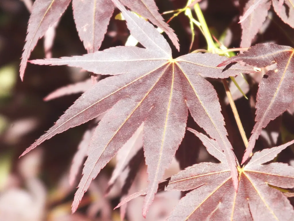 Acer palmatum 'Osakazuki' – natural growth habit, plant photo