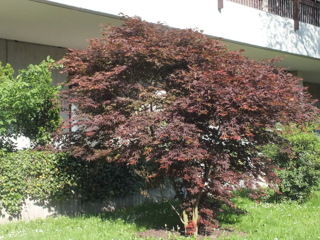 Acer palmatum 'Osakazuki' – natural growth habit, plant photo