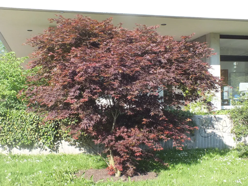 Acer palmatum 'Osakazuki' – natural growth habit, plant photo