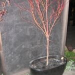 Acer palmatum 'Sango Kaku' – fotografia rastliny