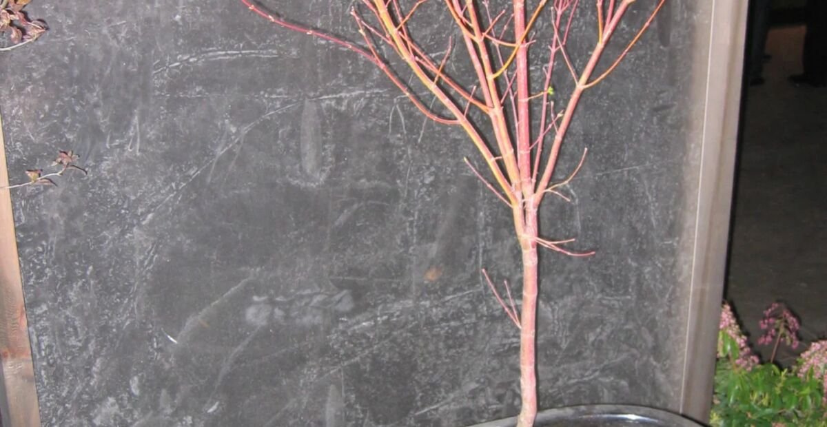 Acer palmatum 'Sango Kaku' – Pflanzenfoto