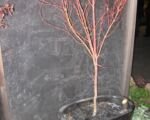 Sango Kaku (Acer palmatum ‘Sango Kaku’)