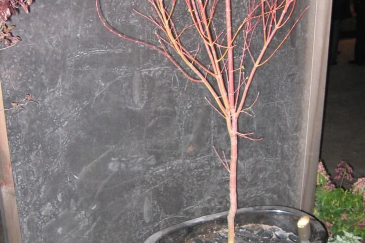 Acer palmatum 'Sango Kaku'