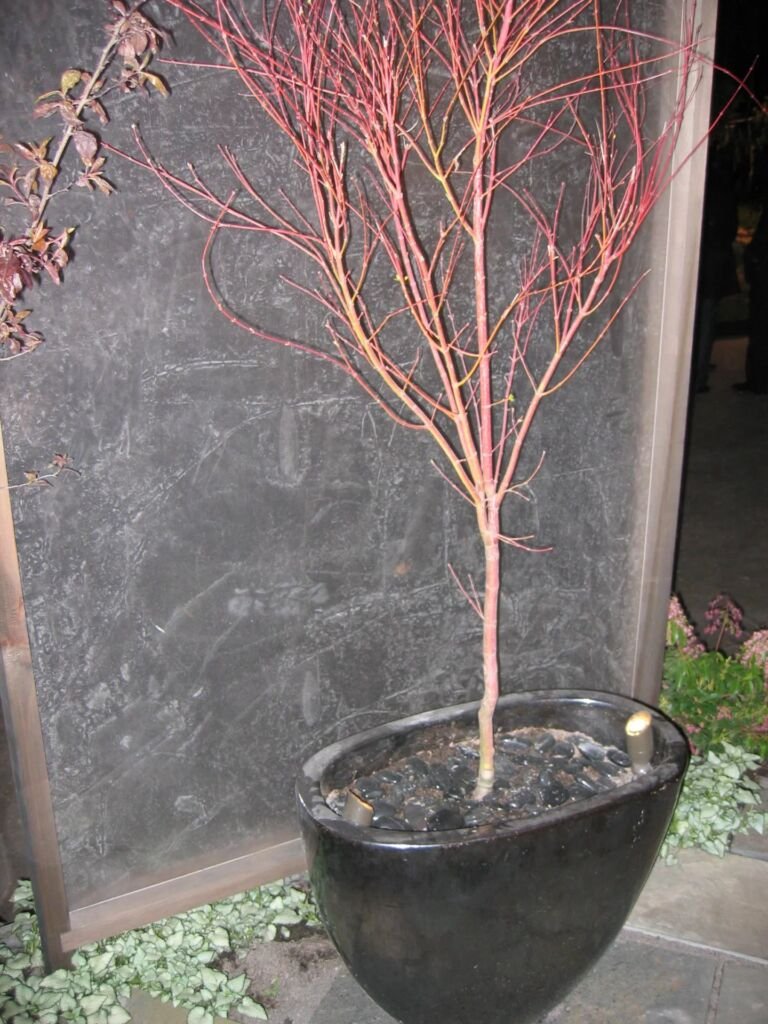 Acer palmatum 'Sango Kaku' – Pflanzenfoto