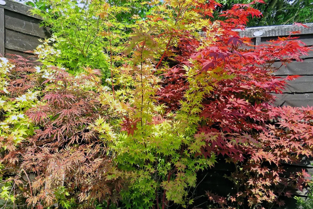 Sango Kaku (Acer palmatum ‘Sango Kaku’) (Acer palmatum 'Sango Kaku') – in a garden