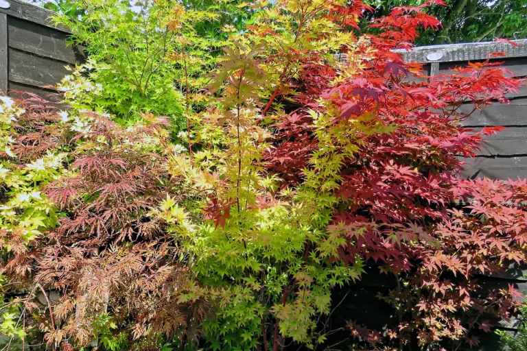 Sango Kaku (Acer palmatum ‘Sango Kaku’) (Acer palmatum 'Sango Kaku') – in a garden
