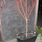 Sango Kaku (Acer palmatum ‘Sango Kaku’) (Acer palmatum 'Sango Kaku') – plant photo