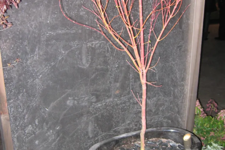 Acer palmatum 'Sango Kaku'
