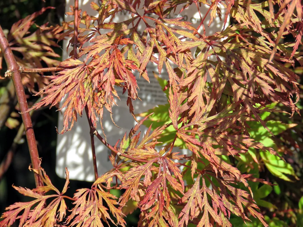 Sango Kaku (Acer palmatum ‘Sango Kaku’) (Acer palmatum 'Sango Kaku') – in a garden