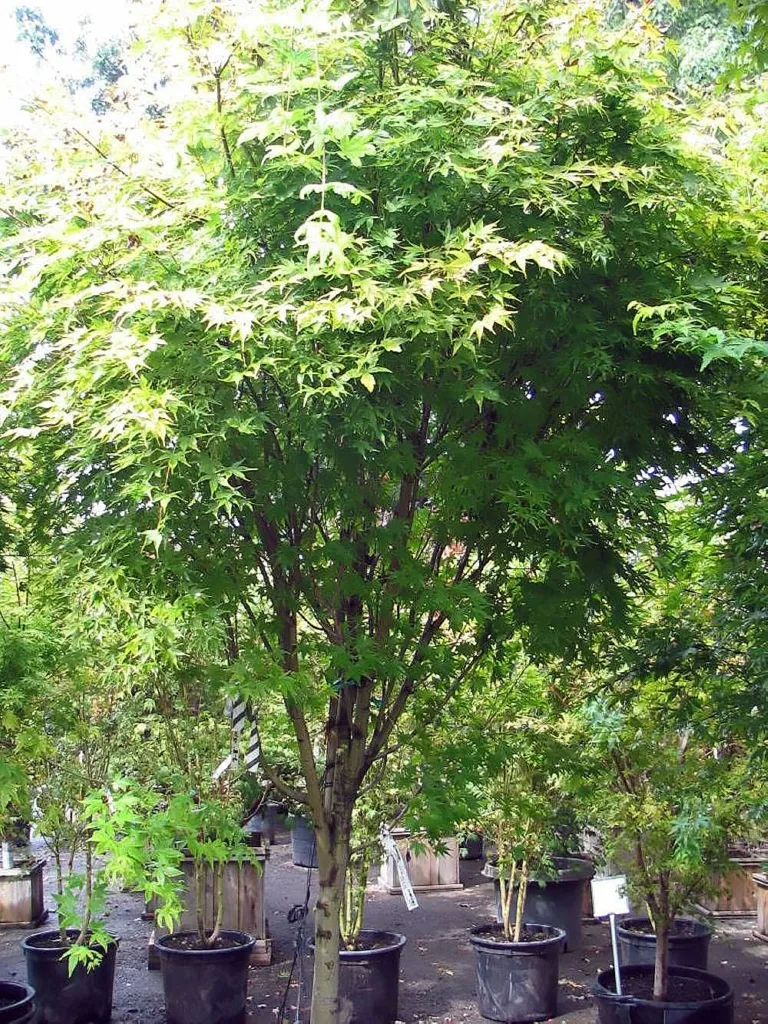 Sango Kaku (Acer palmatum ‘Sango Kaku’) (Acer palmatum 'Sango Kaku') – bark and