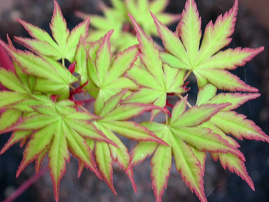 Sango Kaku (Acer palmatum ‘Sango Kaku’) (Acer palmatum 'Sango Kaku') – leaves and